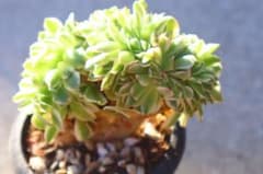 アエオニウム 仙墨 紫浪 カット苗 1カット 多肉植物 大苗 | Buyee