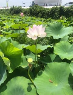 ハスの花、つぼみ　4輪　ハチスのサムネイル