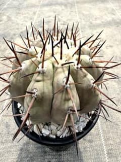 黒王丸 実生 鉢植えメルカリ便送料込み 黒王丸 実生 コピアポア サボテン - メルカリ