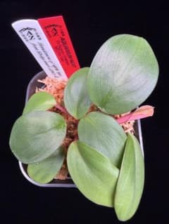 Homalomena sp.緑甲冑　AZ0822-3 採取者タグ付 Homalomena sp.緑甲冑 AZ0822-3 採取者タグ付 - メルカリ
