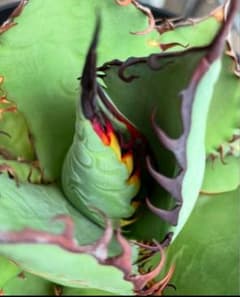 シャウィー オテロイ ハイブリッド hidden agave ジェレミー 親株 m70553583908_1.jpg?1771636754