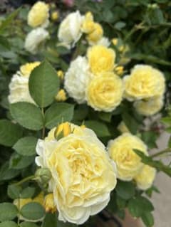 つるバラ ベルメール挿し木苗(2年生) 四季咲き バラ花苗 宅急便発送