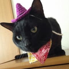 限定♡猫用 ハロウィン帽子のサムネイル