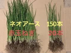 玉ねぎ苗　ネオアース150＋赤玉ねぎ20（オマケのサムネイル