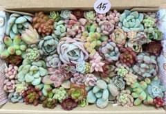 45 多肉植物 多肉弁当 詰め合わせ 寄せ植え セット カット苗 韓国苗