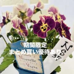 NS37♥ サトウ園芸ヌーヴェルヴァーグ すみれの革命♥超希少♥花苗