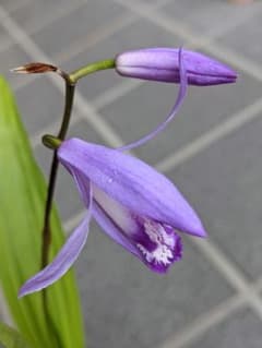 青花紫蘭のサムネイル