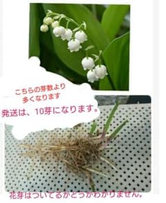 スズラン苗のサムネイル
