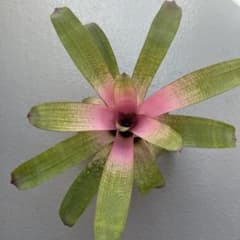 Vriesea 'Manoa Valley' 中株 Vriesea 'Manoa Valley' 中株 - メルカリ