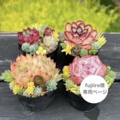 123 多肉植物の小さな寄せ植え☆そのまま飾れる☆4コセット☆速達発送