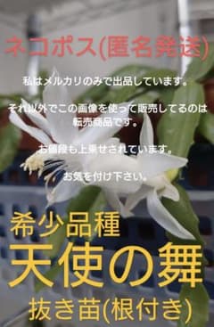 希少品種「天使の舞」デンマークカクタス(シャコバサボテン) 根付き苗