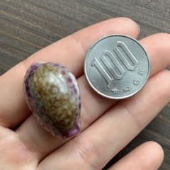 No763 スソムラサキダカラ 標本 天然貝殻 タカラガイ コレクション