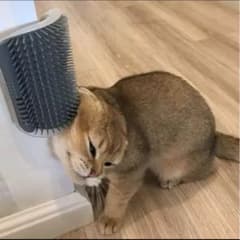 猫ブラシ 壁 猫 セルフブラシ 猫用ブラシ 痒み止めブラシ マッサージブラシのサムネイル