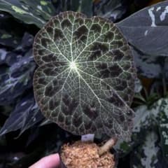 最高峰】 Begonia fulgurata ベゴニア フルグラータ 速達付 - メルカリ