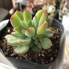 多肉植物 女雛のサムネイル