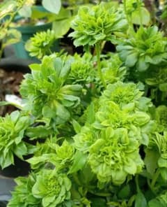 バラ苗(入手困難切り花種) 超激レア種 小苗 - メルカリ