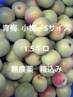 青梅 小梅～Sサイズ 1.5キロ 無農薬 箱込みのサムネイル