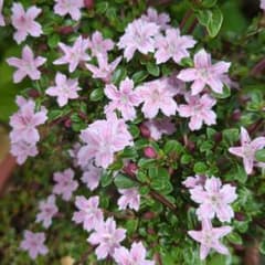 斑入り白丁花（薄ピンク）　ミニ盆栽　豆盆栽のサムネイル
