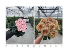 「Maimai」 切り花品種バラ苗　レアバラ　2点 Hi33様専用」 切り花品種バラ苗 レアバラ 2点 - メルカリ