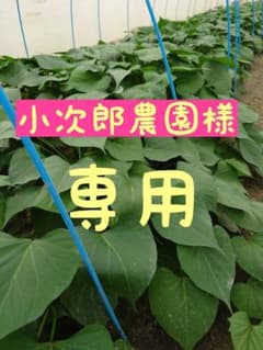 さつまいも苗⭕️6月10日頃発送⭕️【あまはづき苗500本】【切り 