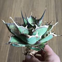 A183 特選アガベ チタノタ Hadesハデス恐竜牙歯陽炎狂棘極上大株