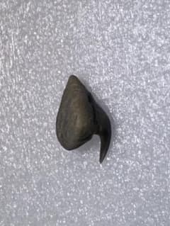 沖縄で拾ったサメ類の歯の化石（メガマウス）。 - メルカリ