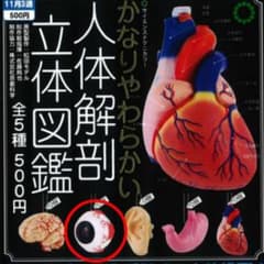 かなりやわらかい人体解剖立体図鑑 目の構造模型のサムネイル