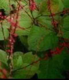 水引草（みずひきそう）抜き苗のサムネイル