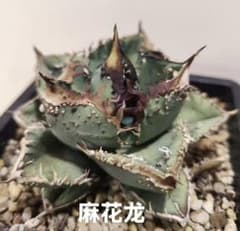 や*ん様 アガベ チタノタ　麻花　親株　ぶつぶつ　ブツブツ　麻花龍 アガベ チタノタ「麻花龍」子株 極上強棘 ブツブツ 特選株 - メルカリ