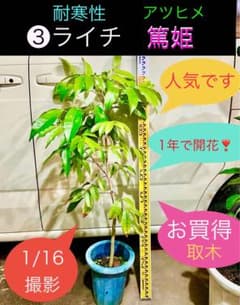 耐寒性ライチ ➂篤姫 アツヒメ - メルカリ