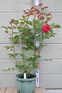 ベンジャミンブリテン 6号スリット 750円スタート 芽接ぎ苗 バラ