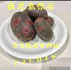 デストロイヤー1.3キロ※科学肥料、農薬無使用です！種芋用、芽が出てます！のサムネイル
