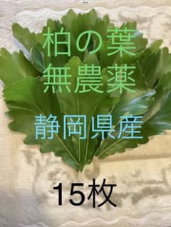 無農薬 柏の葉 15枚 静岡県産 - メルカリ