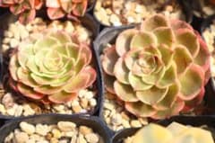 アエオニウム・粉花妖 2点セット - メルカリ