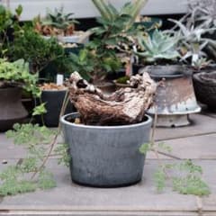 安いペラルゴニウム トリステの通販商品を比較 | ショッピング情報の