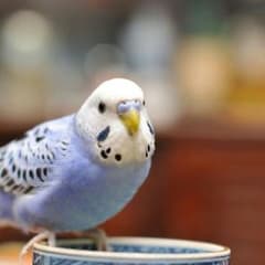 ☆様 専用 遊戯王 EM ペンデュラムマジシャンのサムネイル
