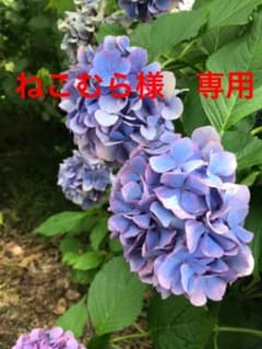 ねこむら様専用のサムネイル