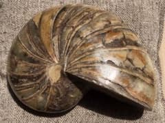 m70631672769_1.jpg?1630203631