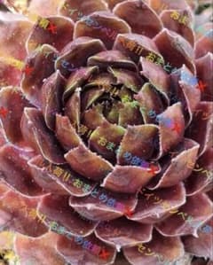 センペルビウム 輸入 Cup Cake - メルカリ