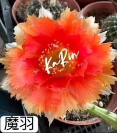 95-魔羽 超人気 花サボテンエキノプシス属 複色咲10-12cm 巨大カキコ