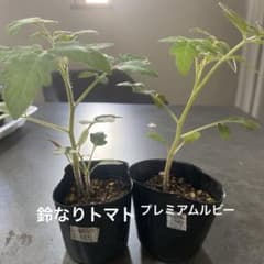 鈴なりトマト、プレミアムルビーのセット【2】