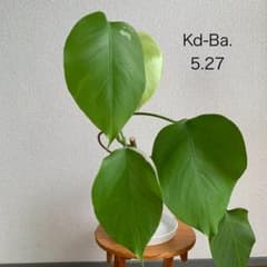 Kd-Ba】斑入り モンステラ ボルシギアナ 鉢植え 【匿名配送】 - メルカリ