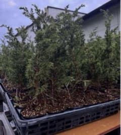 糸魚川真柏 10本のみ 樹高 約30~45cm 苗 苗木 小品盆栽 種 盆栽素材