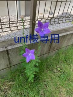 レイトン教授と超文明Aの遺産のサムネイル