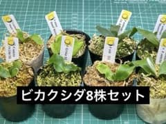 ビカクシダ アソートセット 8株 胞子培養 ピカチュウ含む - メルカリ