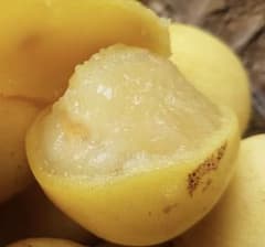 マルーラ 種子 5粒のサムネイル