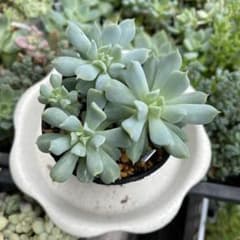 多肉植物⁂トプシーターヴィ⁂抜き苗 - メルカリ