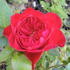 バラ苗(入手困難切り花種) 激レア種 バラ苗(入手困難切り花種) 超激レア種 - メルカリ