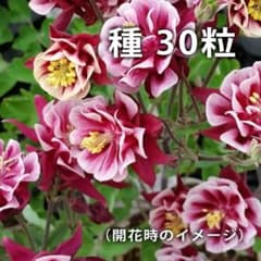 セイヨウオダマキ ウィンキー ダブル 種 約30粒 ③のサムネイル
