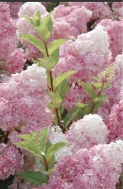 ❤️紫陽花＊バニラストロベリー小苗❤️のサムネイル